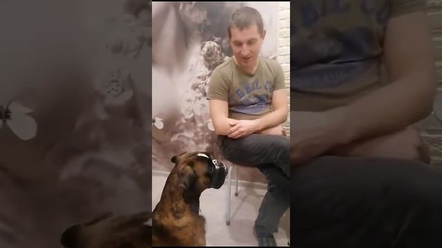 боксёры. видео почта от владельцев. "из мира Ангелов"(2) смотреть онлайн