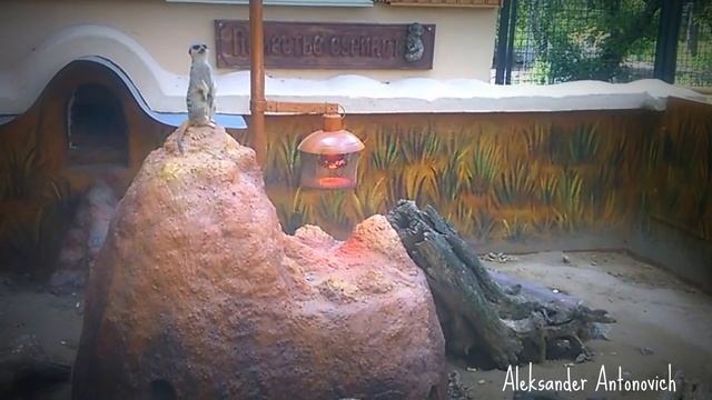 Meerkat Manor & Deep Horrors :) смотреть онлайн