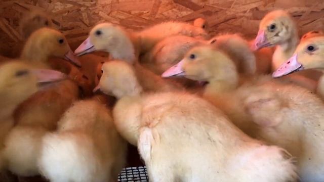 МОЕ УТРО НА ХОЗЯЙСТВЕ 🐥🐶🦃🐓🪴 смотреть онлайн