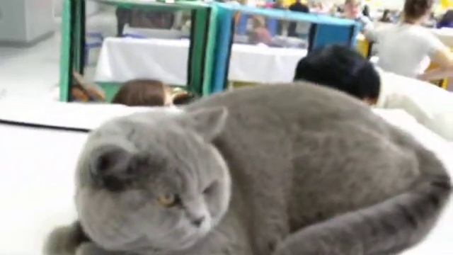 Экспокот - Газ, пит. Kisoldas Love смотреть онлайн