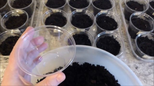 Огородничество. Выпуск #9 - Посадка ОГУРЦОВ с 3% ПЕРЕКИСЬЮ Водорода! Эффективный Способ. Аляска, США