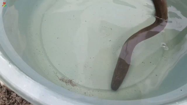 Widih!! Mancing ikan koi slayer, ikan komet, ikan mas, ikan mas koki, ikan hias, ikan cupang смотреть онлайн
