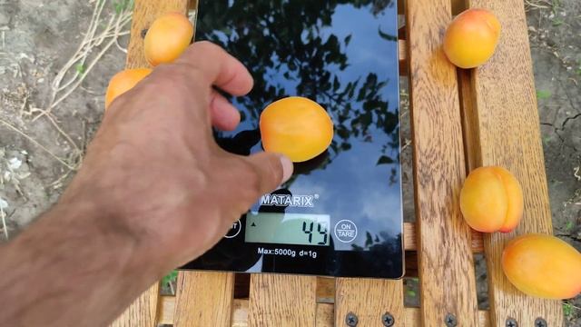 Абрикос Банзай/Banzai