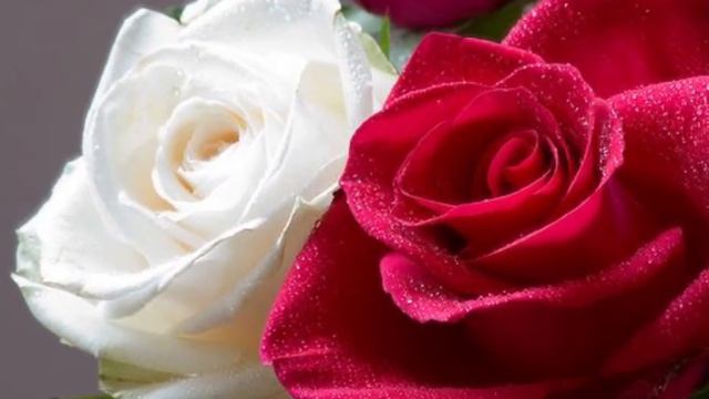 Rose смотреть онлайн