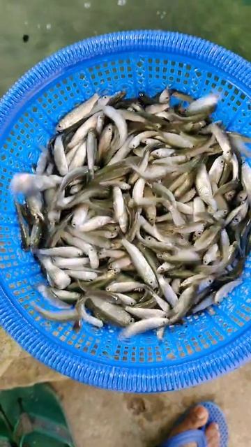 Fish seeds || #shorts #viralshorts смотреть онлайн