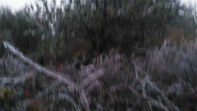 шиповник в горах VID_20181118_074019