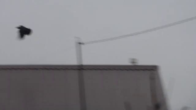 Рейд с Плутоном #8 смотреть онлайн