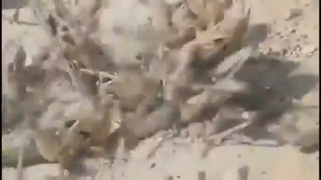 News, Signs From The Planet-Plague Of Locusts Hits Russia, July 2011_.mp4
