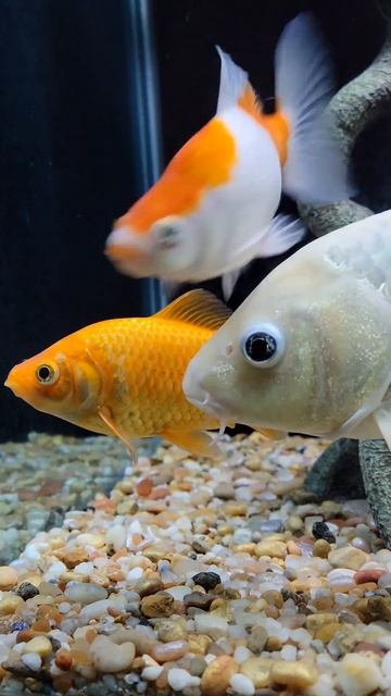 Live Plants In Fish Tanks смотреть онлайн
