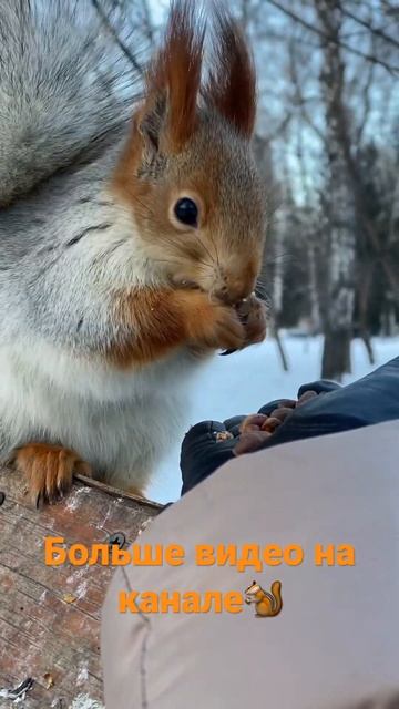 Белка-красотка #белка #squirrel смотреть онлайн