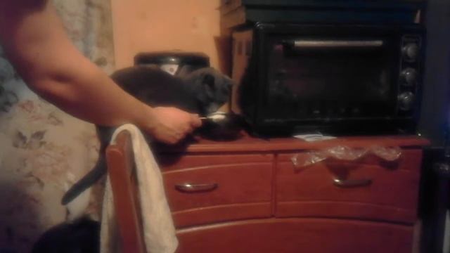 Коты едят мороженое смотреть онлайн