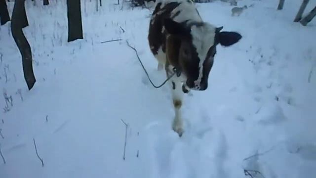 8-месячная телочка Венера смотреть онлайн