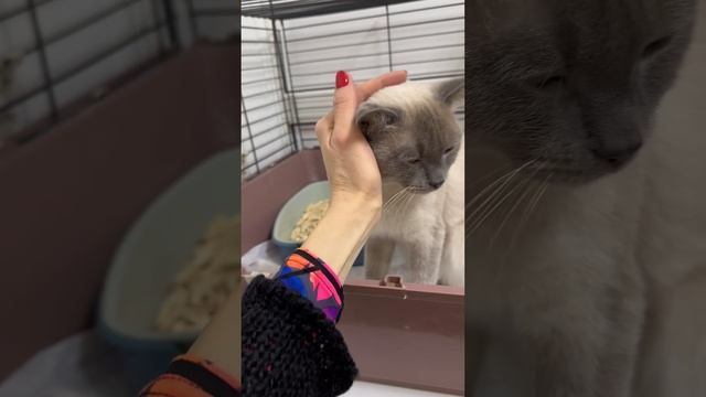 Появление Венеры. День 8. 01.03.2024 г.