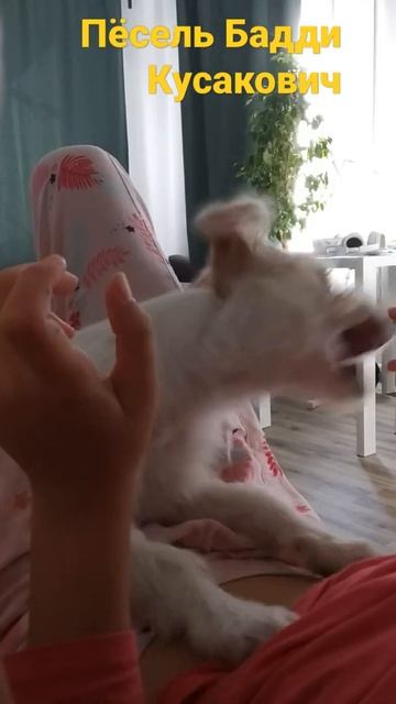 Собака кусака Баддингтон смотреть онлайн