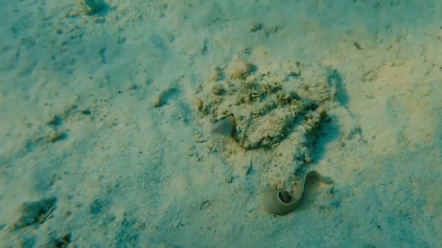 Снорклинг с муренами ( moray eels) в лагунах отеля Hotelux, Марса Алам, Египет. смотреть онлайн