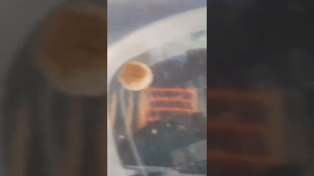 В собачьем корме всё-таки есть мясо ? смотреть онлайн