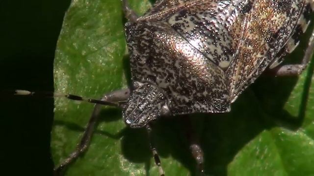 Sivi smrdljivec - Rhaphigaster nebulosa (Poda, 1761) смотреть онлайн