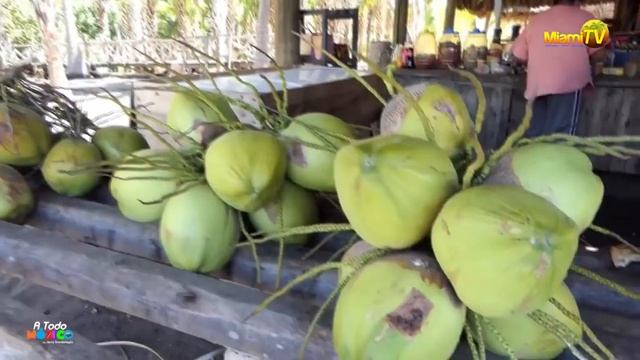 Zipolite (nuked) Nudist Beach смотреть онлайн
