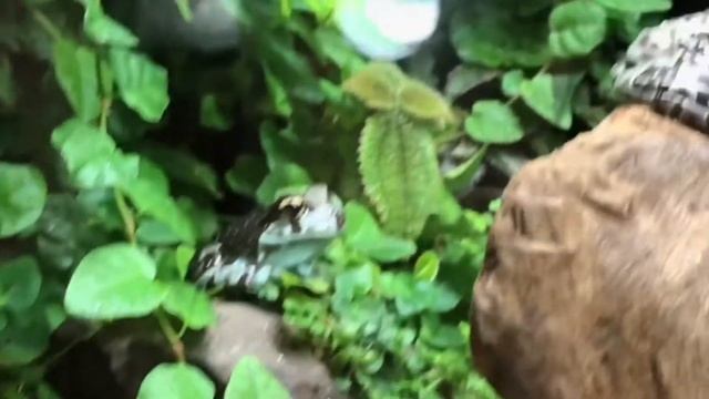The Green Planet Dubai | Dubai Vlogs | A tropical indoor rain forest in the middle of a desert смотреть онлайн