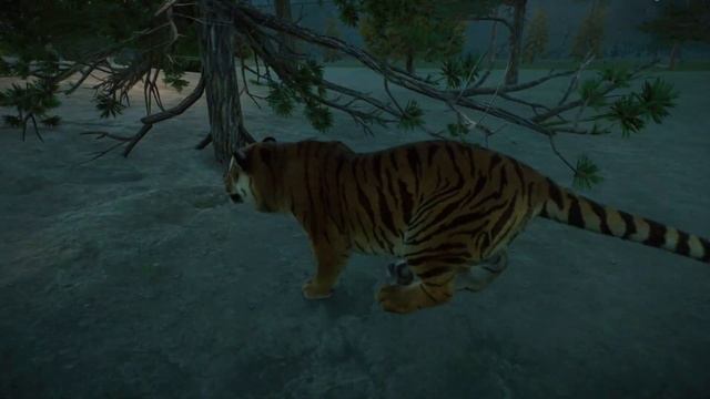 Planet Zoo - Siberian Tiger смотреть онлайн