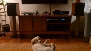 Hegel H95 más Wharfedale Denton 85th. CD test #2, NAD CD Receiver C 715.