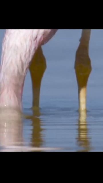 Life On Our Planet 🔥wonderful Bird💯#birds #viral #youtubeshorts #copyright #trending #online