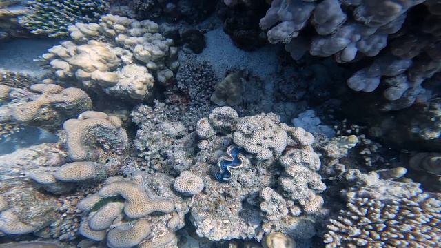 27/10 - 04/11/2023 - Marsa Alam, Egypt
