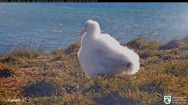 Live Royal Albatross (New Zealand) - Королевский альбатрос (Новая Зеландия) смотреть онлайн