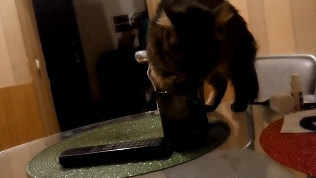 Рыся пьёт воду смотреть онлайн