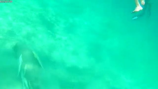 Marsa Alam фотоохота за sea cow смотреть онлайн