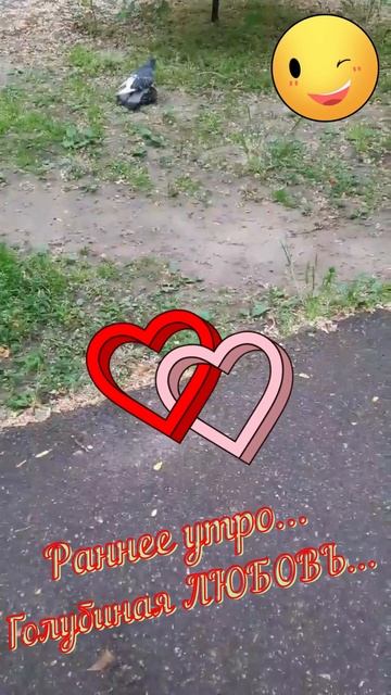 Раннее утро Голубиная ЛЮБОВЬ смотреть онлайн