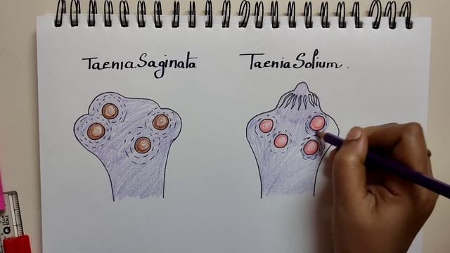B. Sc Microbiology Diagrams part 3 смотреть онлайн