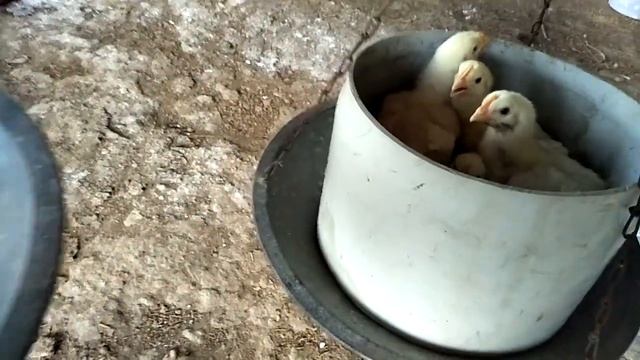 Broiler Chicks Weight after 10 days смотреть онлайн