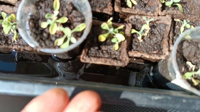 15 мая 2024 г. Муж возит перегной в грядку. Опять мороз, достали холода! смотреть онлайн