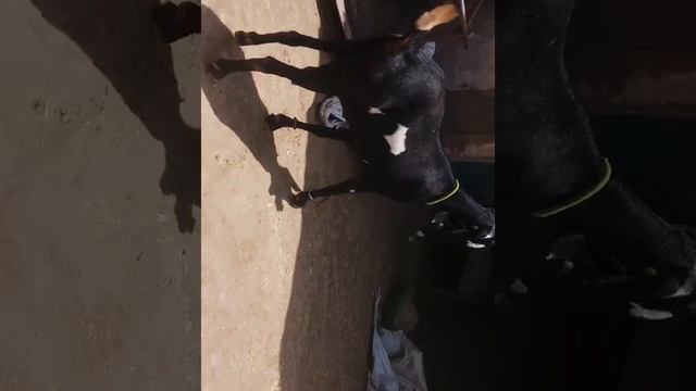Bakri for Sell in Hanumangarh Contact No.8078612406. Weight 65 kg смотреть онлайн
