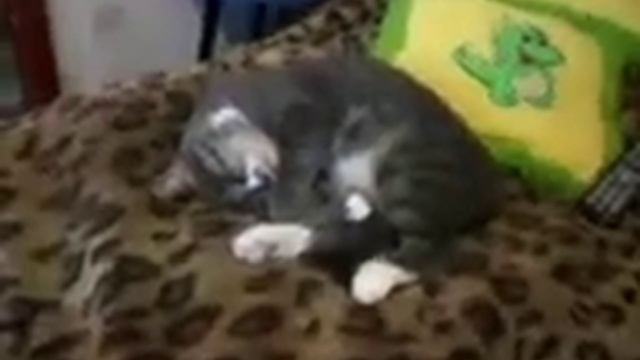 мои котики и кошки "Тихий час" смотреть онлайн