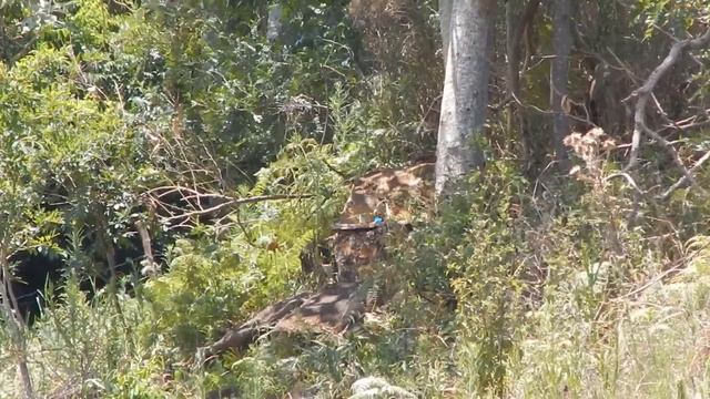 COMETA LYNX 5.5 vs TAMPINHAS A MAIS DE 100 METROS смотреть онлайн
