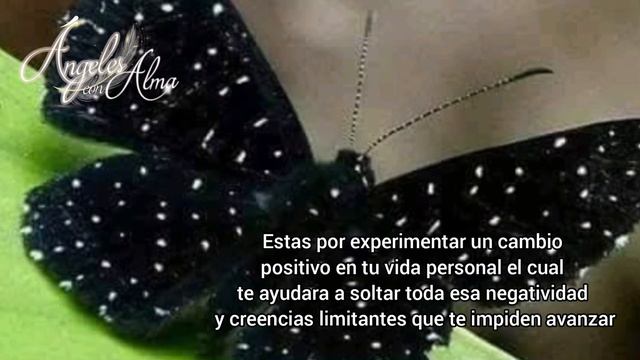 Significado de la mariposa negra. Animal Espiritual смотреть онлайн
