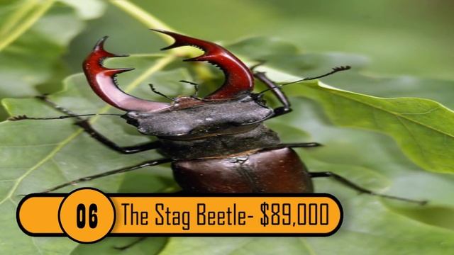 10 Most Expensive Animals In The World смотреть онлайн