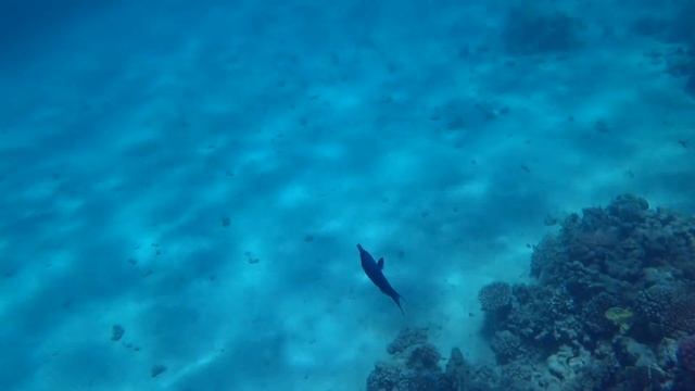 MARSA ALAM, Novotel 5* juni 2022, Schnorcheln смотреть онлайн