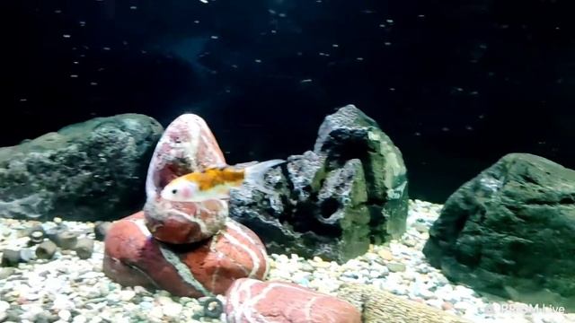 златна рибка / комета /