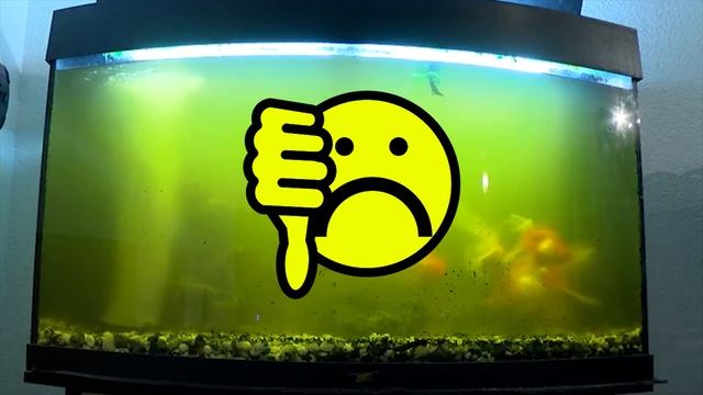 Time to Pull in the Wealth! Exposing the #1 Feng Shui Disguise!!! смотреть онлайн