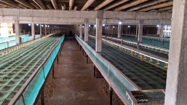 PENGHASILAN PETERNAK AYAM Hitung FCR Kosong Kandang Sebelum Chik in смотреть онлайн