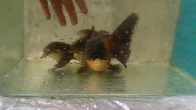oranda senior goldfish смотреть онлайн