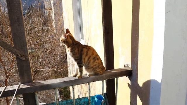 Безоблачная Жизнь Котейки - Афелии - в Р.Ф. кошка и люди... смотреть онлайн