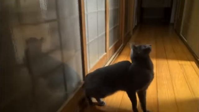 Смешной кот#Nyan cat#AnnaCat смотреть онлайн