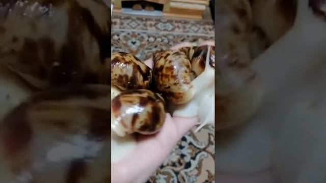 Можно купить 2 х месячных ахатинских улитят - 6 штук. Через месяц ещё 18 штук +375291378245 Минск смотреть онлайн