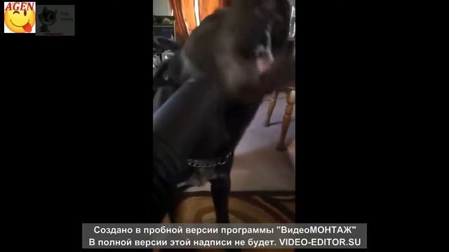 Приколы с животными (подборка №1) смотреть онлайн