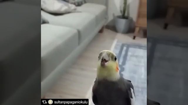 Sultan Papağanı Okulu смотреть онлайн