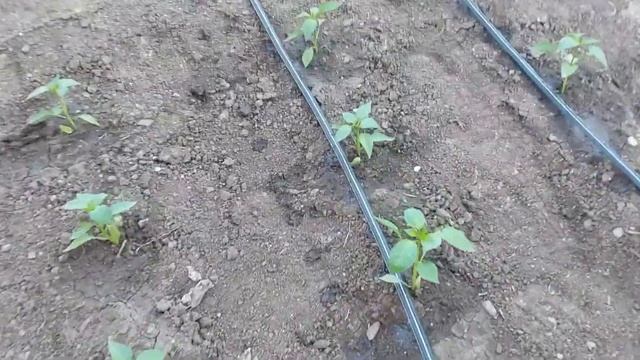 Instalatie picurare / de la A la Z смотреть онлайн